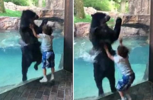 Медведь подыграл ребёнку и попрыгал с ним в вольере зоопарка в США (Видео)