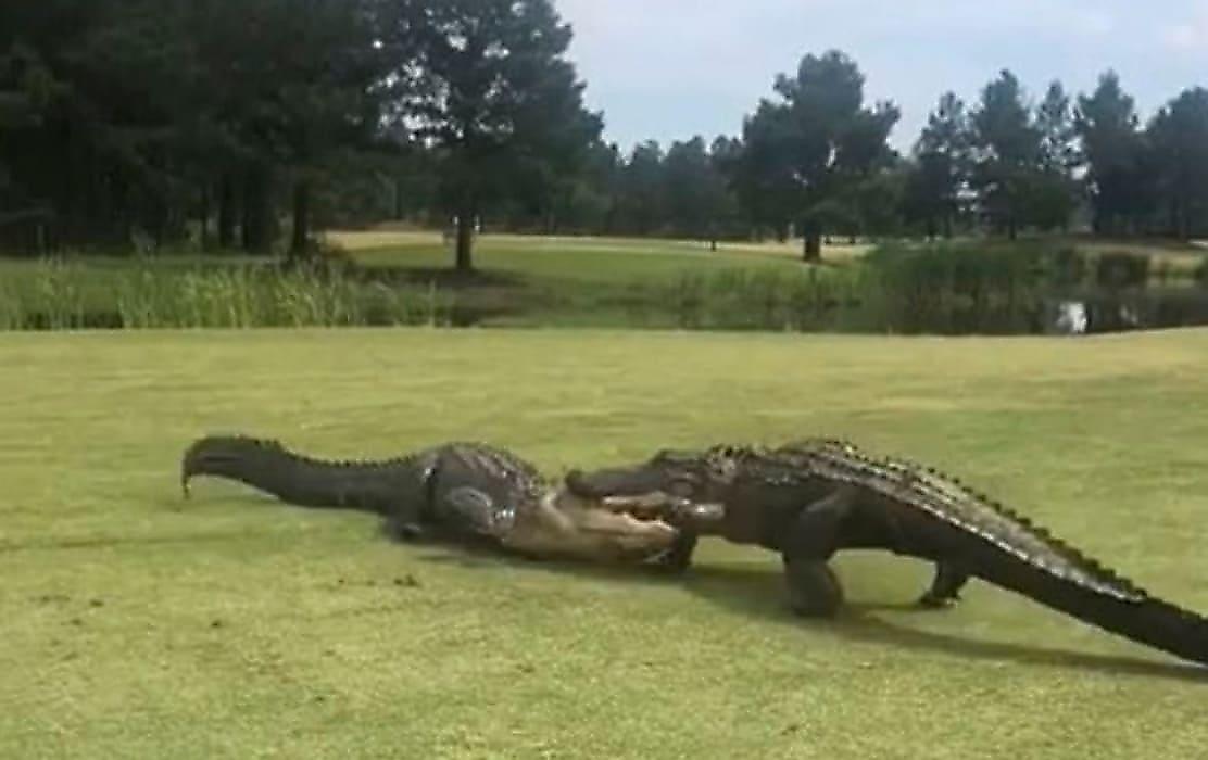 Огромные крокодилы, не поделив площадку для гольфа, устроили схватку посреди поля