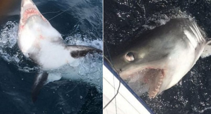Рыбаки поймали акулу у британского побережья (Видео)