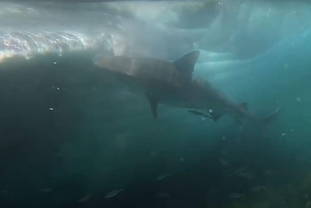 Акулы, обнаружив тушу огромного кита, устроили пир у побережья Австралии