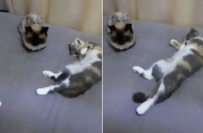 Кошка - соблазнительница не смогла привлечь внимание безразличного кота (Видео)