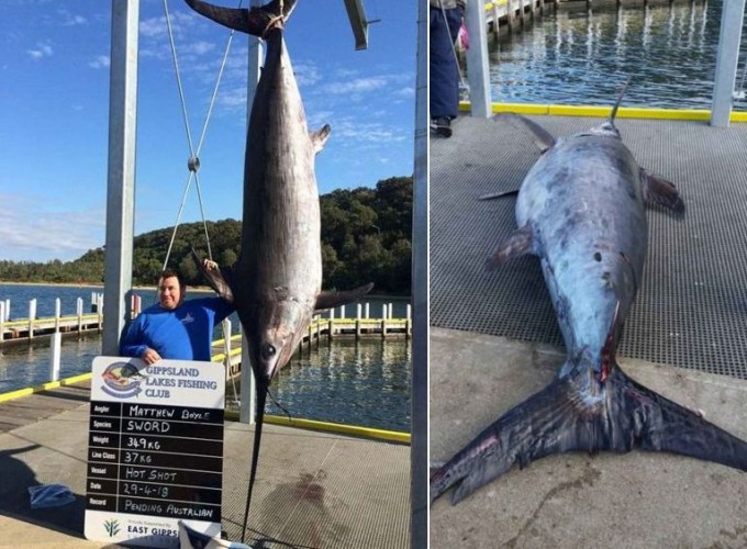 Австралийские рыбаки поймали рекордную, 350-килограммовую меч-рыбу (Видео)