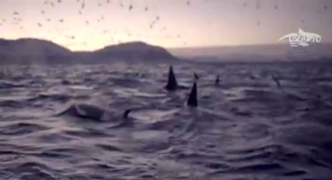 Сотни косаток окружили экспедицию у побережья Норвегии (Видео)