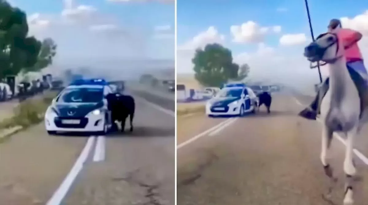 Бык атаковал патрульный автомобиль и попал на видео в Испании