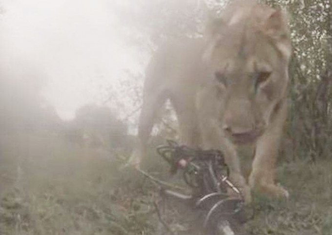 Львица, укравшая камеру, запечатлела пейзажи Кении (Видео)