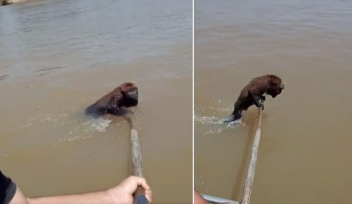 Рыбаки спасли редкую обезьяну, оказавшуюся на середине реки - видео