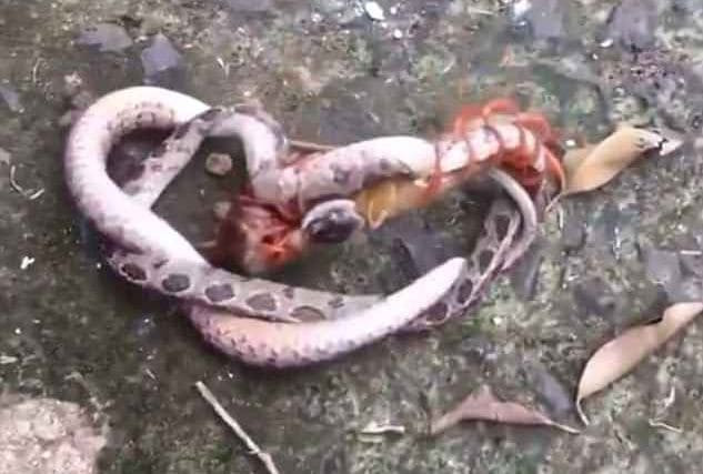 Схватка гигантской многоножки и змеи попала на видеокамеру во Вьетнаме