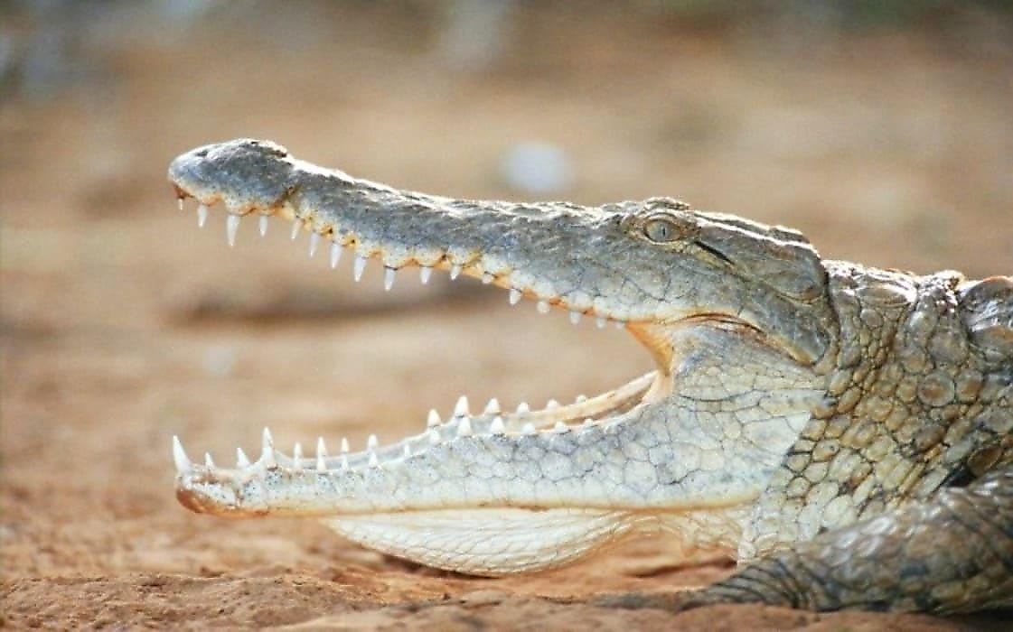 Крокодил утащил щенка, подбежавшего к водоёму - видео
