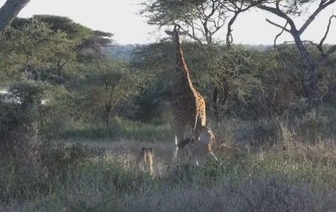 Львы застали врасплох жирафа в африканском парке дикой природы (Видео)
