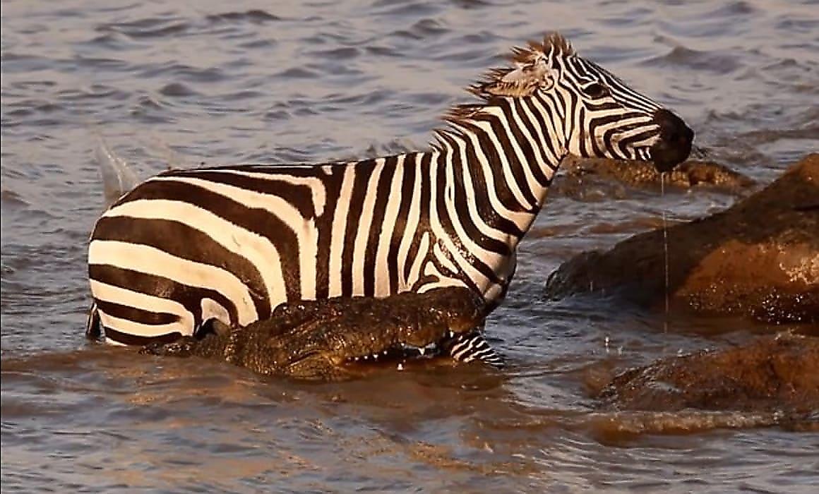 Зебра, пересекая реку в Кении, вырвалась из пасти голодного крокодила