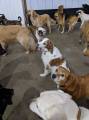 Идеальный снимок: 30 псов приняли участие в коллективном селфи в американском питомнике 6