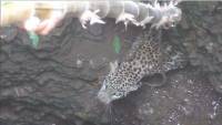 Операция спасения леопарда и мангуста, провалившихся в колодец, была проведена в Индии 3