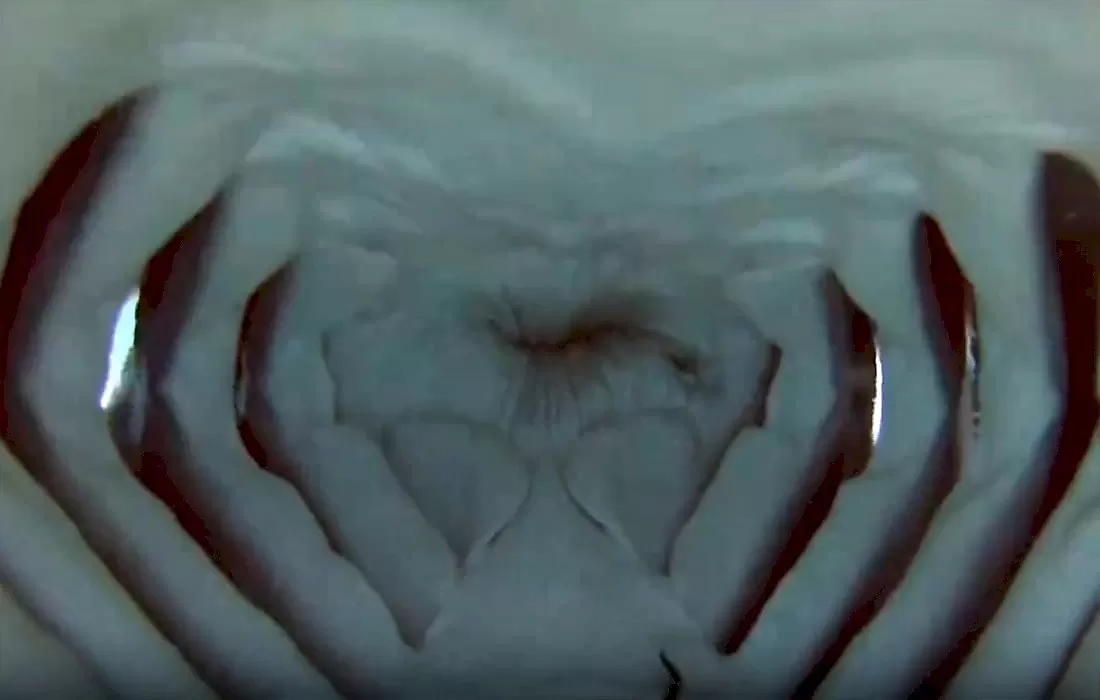 Акула стащила видеокамеру и показала свои внутренности: видео