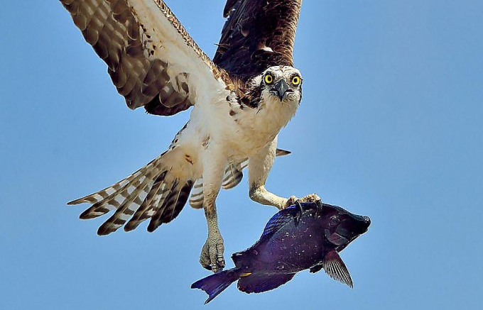 Голландский фотограф поймал в объектив хищную птицу, несущую свой обед