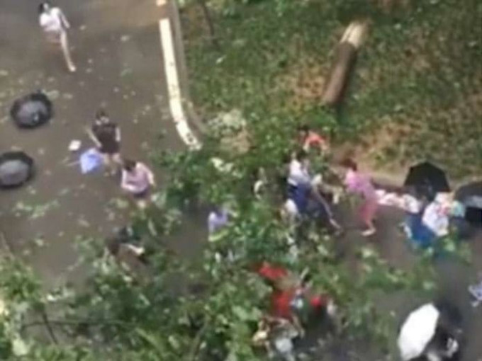 Студенты спасли учителя, на которого упало дерево в китайском институте (Видео)