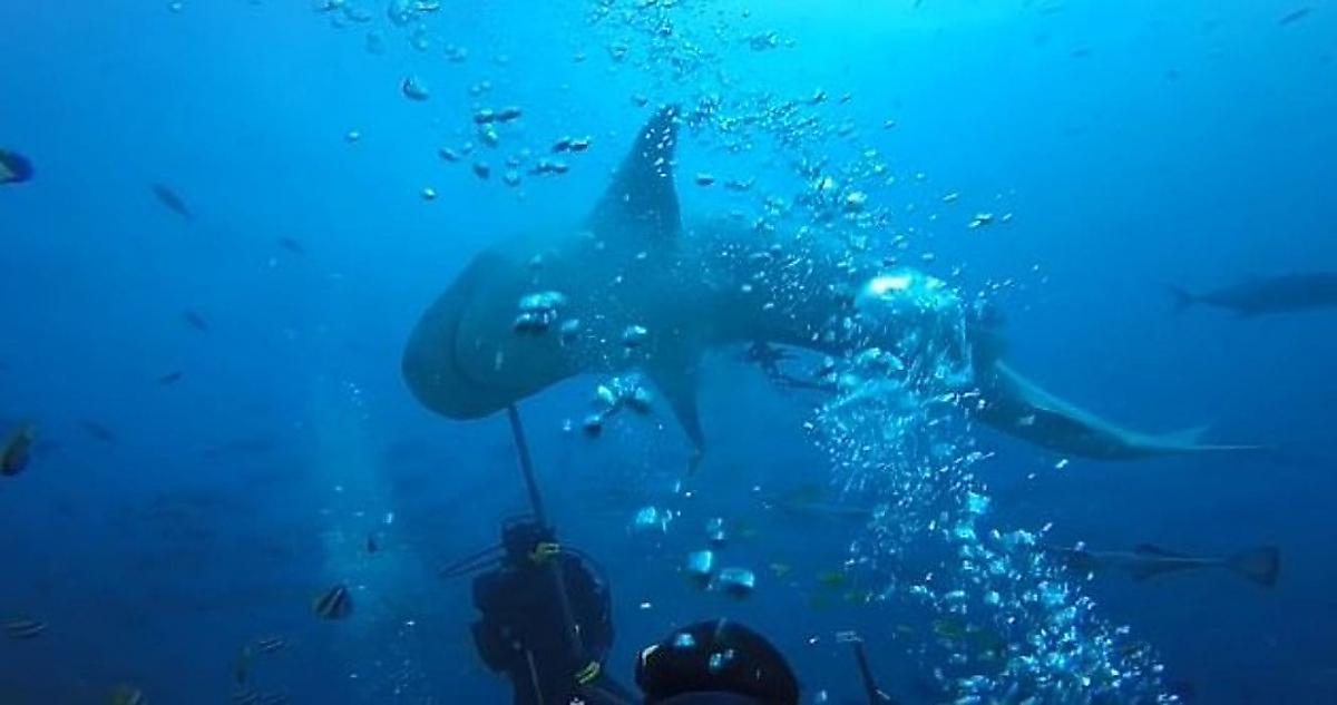 Тигровая акула чуть не лишила головы дайвера у побережья Фиджи