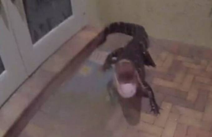 Полицейский спас аллигатора, забравшегося в чужое жилище во Флориде. (Видео)