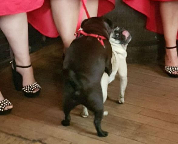 Мопсы - бесстыдники сыграли собачью свадьбу во время церемонии бракосочетания в Шотландии.