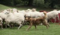 Слепая овчарка заняла пятое место на конкурсе пастушьих собак в Испании (Видео) 0