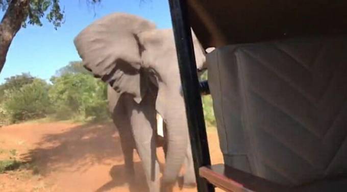 Слон сломал бивень, атакуя машину с туристами в Ботсване (Видео)