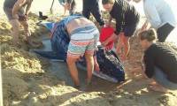 Новорожденный горбатый кит, застрявший на пляже, после неудачной спасательной операции был подвергнут эвтаназии на побережье Австралии. (Видео) 3
