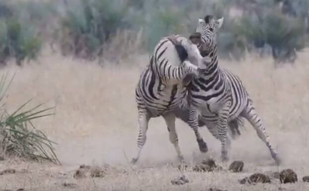 Зебры устроили драку на водопое в африканском парке. (Видео)