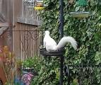 Редкая белка - альбинос повадилась воровать орехи в британском саду (Видео) 6