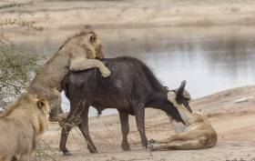 Львиный прайд пообедал буйволом на глазах шокированного фотографа. (Видео) 0