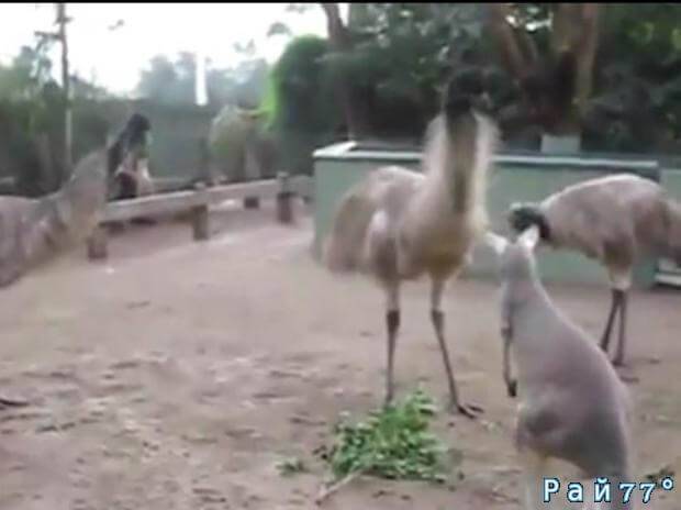 Детёныш кенгуру и три эму не поделили ветку в австралийском приюте для животных. (Видео)