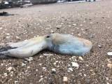 Десятки осьминогов оккупировали британский пляж (Видео) 1