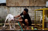 Смертельные побоища между собаками и кабанами были организованы в Индонезии. (Видео) 8