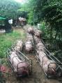 Камбоджийский «селекционер» вывел новый вид свиней с двойными окороками. (Видео) 3