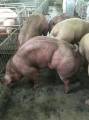 Камбоджийский «селекционер» вывел новый вид свиней с двойными окороками. (Видео) 1