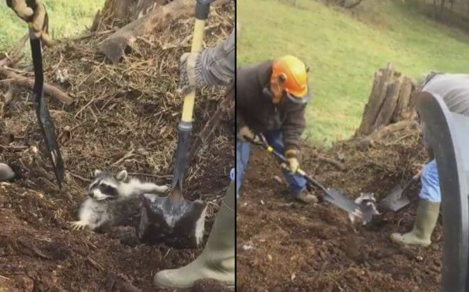 Рабочие откопали енота, застрявшего в древесной куче на участке в США. (Видео)