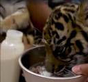 Брошенный тигрёнок нашёл друга в зоопарке Сан - Диего. (Видео) 7