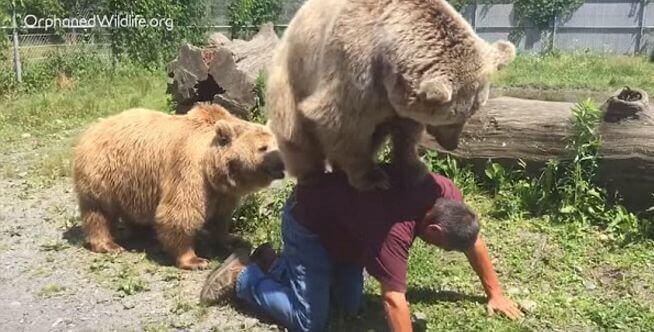 Сирийский медведь сделал «массаж» работнику приюта в США (Видео)