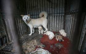 149 собак, приготовленных к забою были освобождены на корейской ферме. (Видео) 1