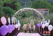 В китайском зоопарке поженили двух альпак (Видео) 8