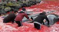 ШОК*! Десятки дельфинов жестоко убили в рамках традиционной охоты на Фарерских островах. (Видео) 2