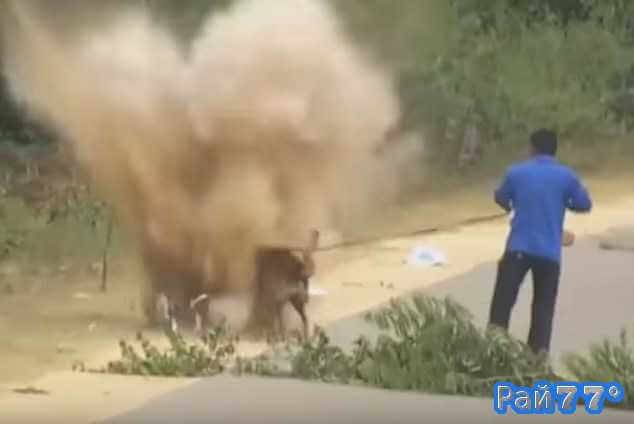 В Индии служебная собака выжила, подорвавшись на фугасе. (Видео)