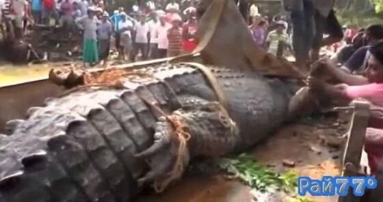 Крокодил застрял в канале, в Шри-Ланке