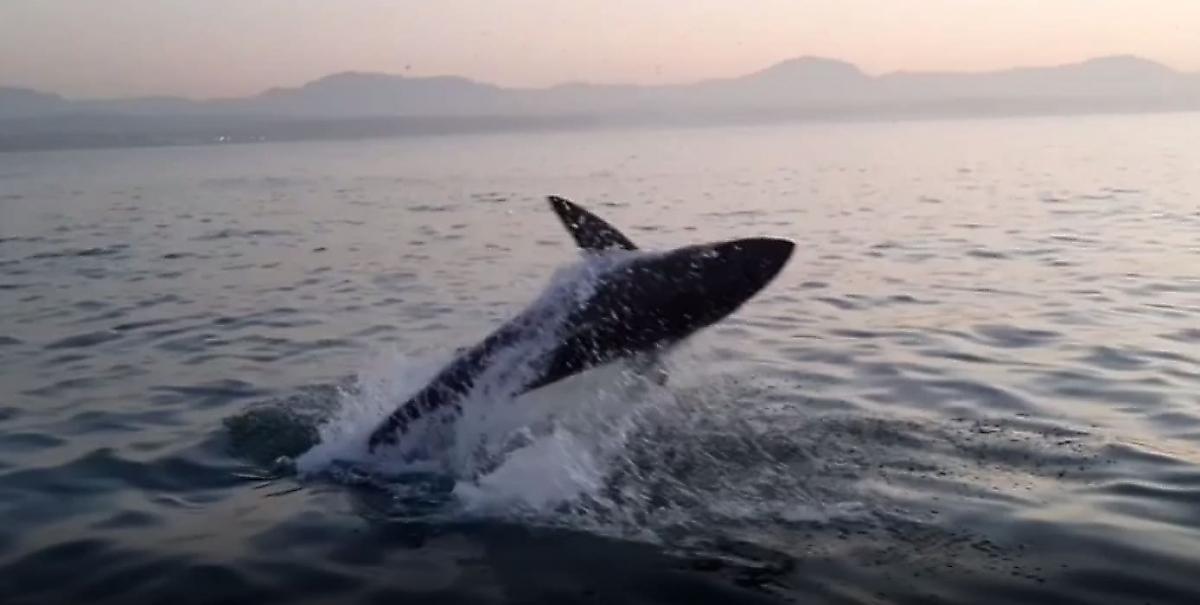 Акула атаковала морского котика на глазах у туристов