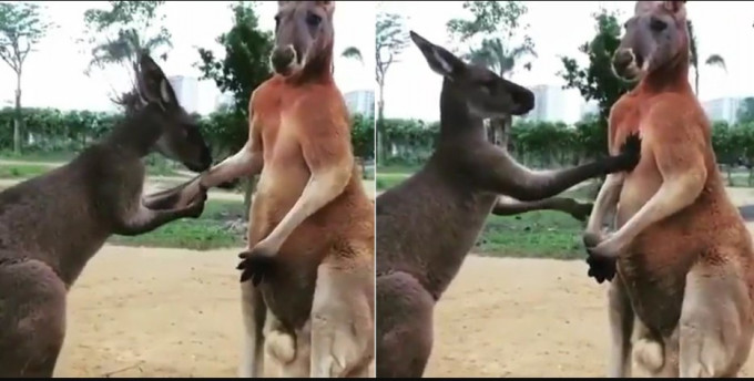Галантный кенгуру успокоил соплеменника, поцеловав ему лапу (Видео)