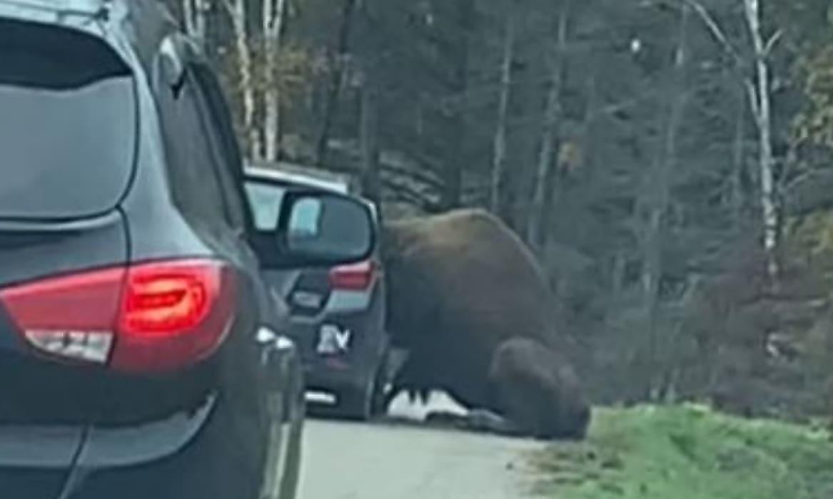 Голодный бизон застрял головой в окне автомобиля и попал на камеру в канадском заповеднике