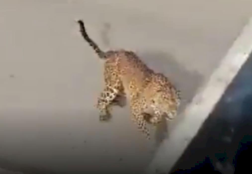 Леопард, в погоне за псом, атаковал мотоциклиста и попал на видео в Индии