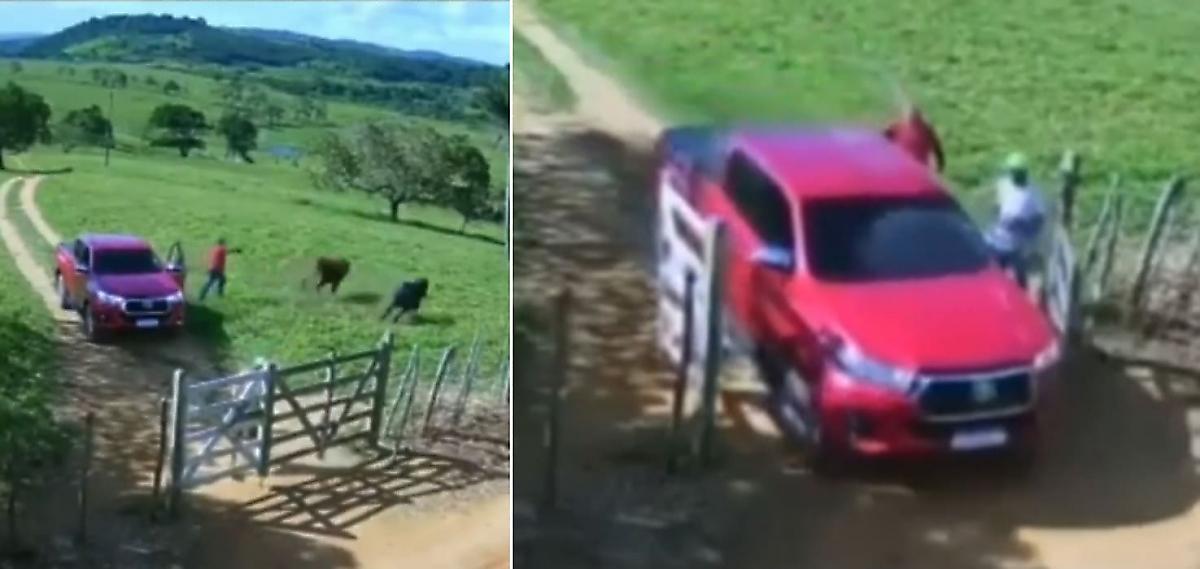 Автовладелец, отгоняя любопытных коров, угодил в крайне неприятную и комичную ситуацию