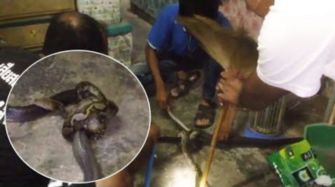 Спасатели рассоединили завязавшихся в узел питона и кобру в Таиланде (Видео)