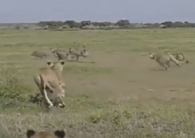 Бородавочник обманул львиц в африканском парке (Видео)