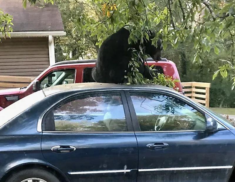 Наглый медведь устроил трапезу на крыше автомобиля ▶