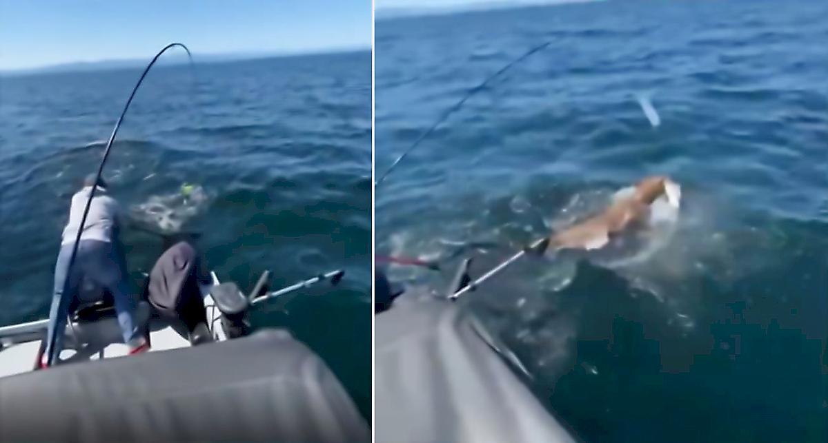 Морской лев выиграл поединок и лишил улова канадского рыбака